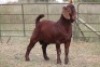 1X KALAHARI RED RAM