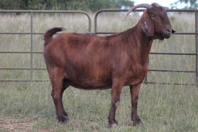 1X KALAHARI RED OOI/EWE S KR133/1469