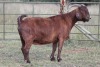 1X KALAHARI RED OOI/EWE S KR133/1469 - 2