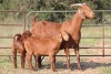 1+2X KALAHARI RED OOI/EWE S # KR133/134 - 3