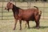 1+1X KALAHARI RED OOI/EWE S #KR133/1334