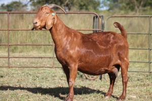 1X KALAHARI RED OOI/EWE S #KR133/110