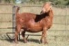 1X KALAHARI RED OOI/EWE S #KR133/110 - 2