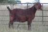 1X KALAHARI RED OOI/EWE S KR133/113