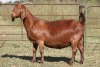 1X KALAHARI RED OOI/EWE S #KR100/186