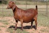 1X KALAHARI RED OOI/EWE S #KR100/186 - 2