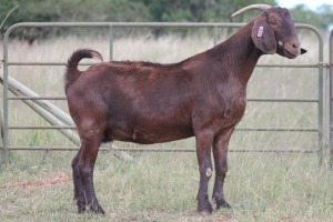 1X KALAHARI RED OOI/EWE S # KR15302