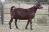 1X KALAHARI RED OOI/EWE S # KR15302 - 2