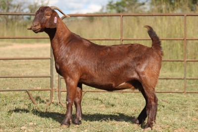 1X KALAHARI RED OOI/EWE S # KR133/133