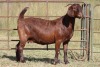 1X KALAHARI RED OOI/EWE S # KR133/133 - 2