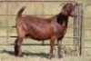 1X KALAHARI RED OOI/EWE S # KR133/133 - 2