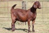 1X KALAHARI RED OOI/EWE S # KR133/133 - 3