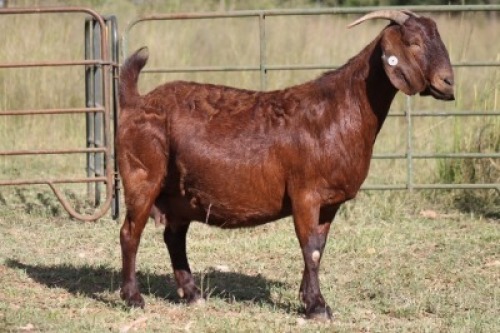 1X KALAHARI RED OOI/EWE S # KR133/112