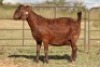 1X KALAHARI RED OOI/EWE S # KR133/112 - 2