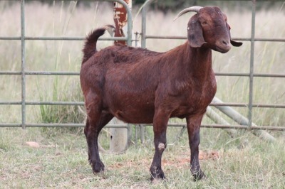 1X KALAHARI RED OOI/EWE S #KR15348