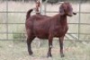 1X KALAHARI RED OOI/EWE S #KR15348