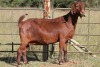 1X KALAHARI RED OOI/EWE S # KR15319