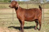 1X KALAHARI RED OOI/EWE S # KR15319 - 2