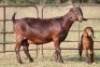 1+1X KALAHARI RED OOI/EWE S #KR133/135
