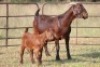 1+1X KALAHARI RED OOI/EWE S #KR133/135 - 2