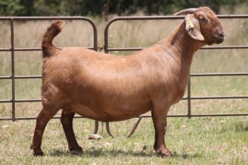 1X KALAHARI RED OOI/EWE S # KR100/543