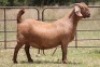 1X KALAHARI RED OOI/EWE S # KR100/543
