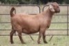 1X KALAHARI RED OOI/EWE S # KR100/543 - 2