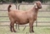 1X KALAHARI RED OOI/EWE S # KR100/543 - 3