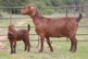 1+1X KALAHARI RED OOI/EWE S # KR55/196