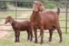 1+1X KALAHARI RED OOI/EWE S # KR55/196 - 2