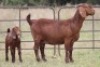 1+1X KALAHARI RED OOI/EWE S # KR55/196 - 3