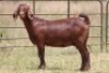 1X KALAHARI RED OOI/EWE S # 117
