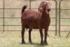 1X KALAHARI RED OOI/EWE S # 117 - 2