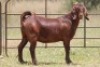 1X KALAHARI RED OOI/EWE S # 117 - 3
