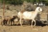 LOT 35 1X MEATMASTER OOI MET LAMMERS/EWE WITH LAMBS WILGERBOOM MEATMASTERS