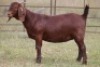 1X KALAHARI RED OOI/EWE PS
