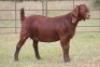 1X KALAHARI RED OOI/EWE PS - 2