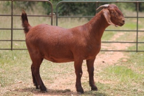 1X KALAHARI RED OOI/EWE PS