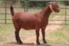 1X KALAHARI RED OOI/EWE PS