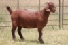 1X KALAHARI RED OOI/EWE PS - 2