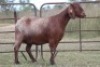 1X KALAHARI RED OOI/EWE S