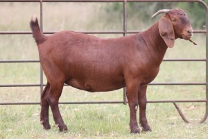 1X KALAHARI RED OOI/EWE PS