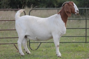 1X BOERBOK OOI/EWE S #1520165