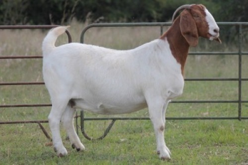 1X BOERBOK OOI/EWE S #1520165