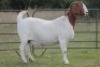 1X BOERBOK OOI/EWE S #1520165