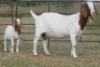1+1X BOERBOK OOI/EWE S#KR133/129 - 2