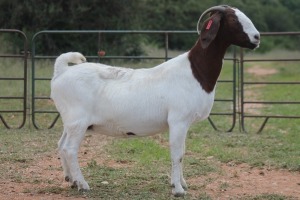 1X BOERBOK OOI/EWE S #762218