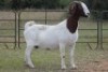 1X BOERBOK OOI/EWE S #762218 - 2