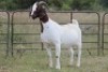 1X BOERBOK OOI/EWE S #762218 - 3