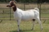 1+2X BOERBOK OOI/EWE S # 762219 - 2